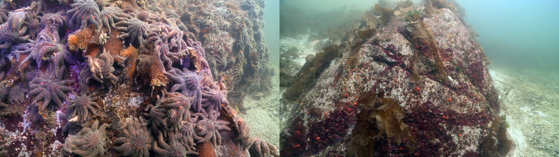 Underwater photograph showing initial outbreak at Sackinaw Rock, BC, Canada. The two photos were taken 20 days apart at the same location in October 2012.